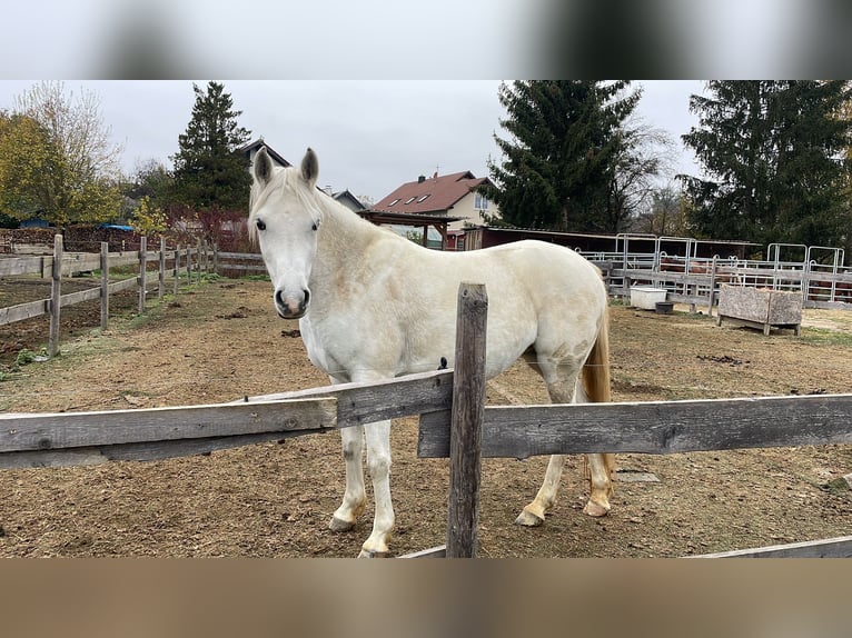 Volbloed Arabier Merrie 4 Jaar 148 cm Schimmel in Ursberg