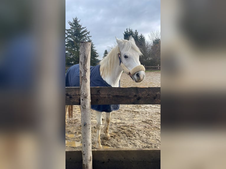 Volbloed Arabier Merrie 4 Jaar 148 cm Schimmel in Ursberg