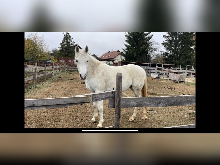 Volbloed Arabier Merrie 4 Jaar 148 cm Schimmel in Ursberg