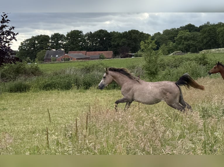 Volbloed Arabier Merrie 4 Jaar 149 cm kan schimmel zijn in Schermbeck