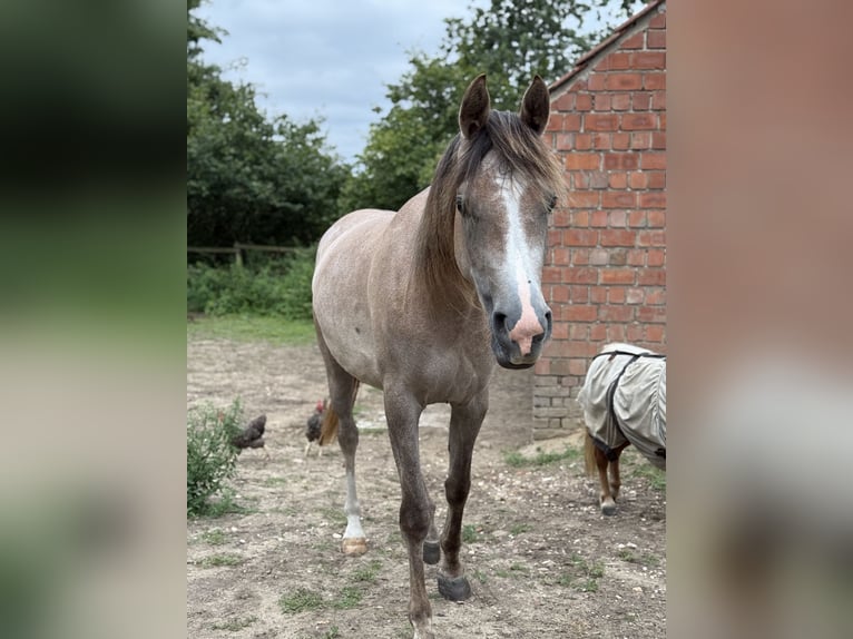 Volbloed Arabier Merrie 4 Jaar 149 cm kan schimmel zijn in Schermbeck