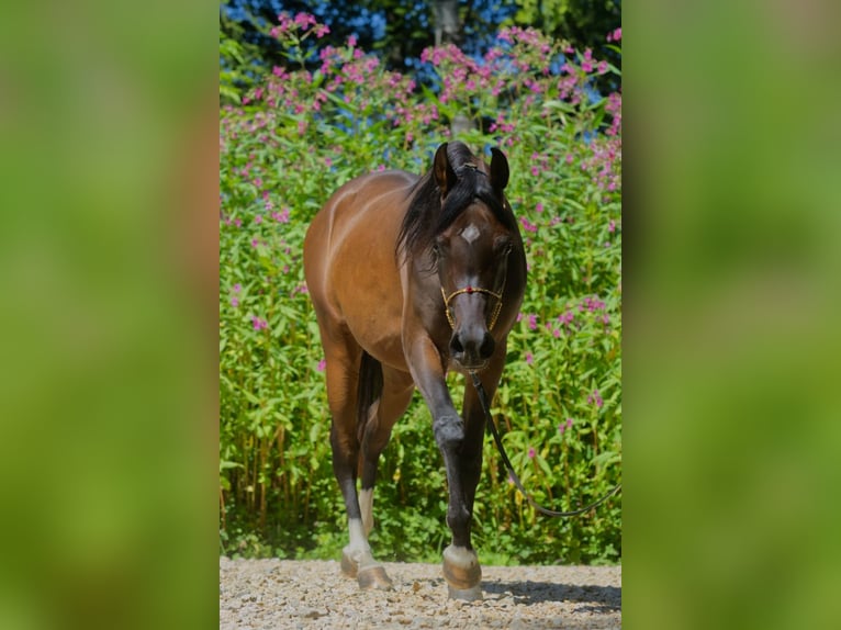 Volbloed Arabier Merrie 4 Jaar 150 cm Bruin in Hinterstoder
