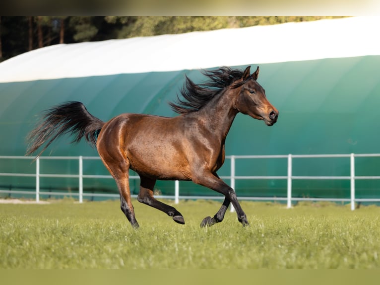 Volbloed Arabier Merrie 4 Jaar 150 cm Donkerbruin in Przedbórz