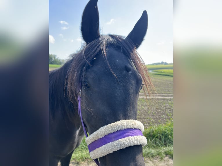 Volbloed Arabier Merrie 4 Jaar 150 cm Zwart in Mengen