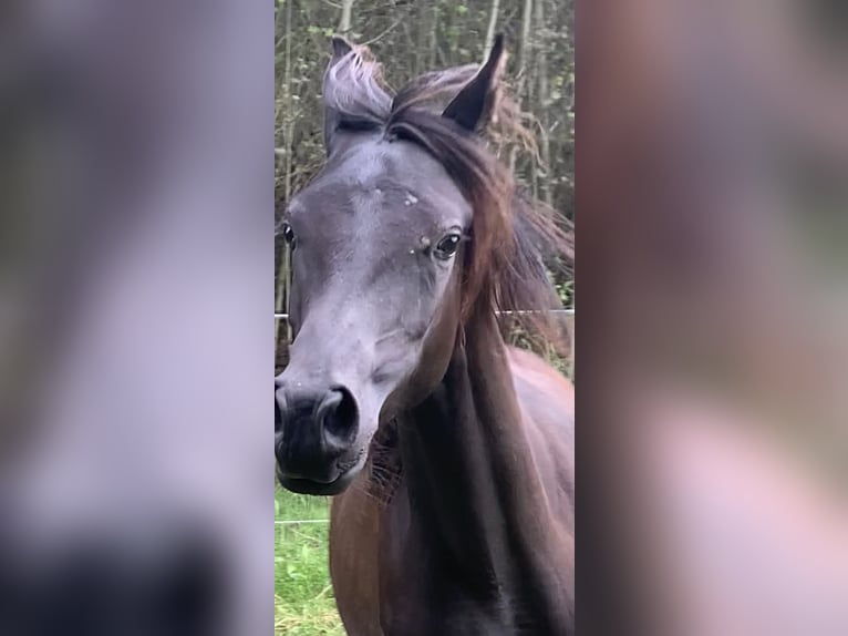 Volbloed Arabier Merrie 4 Jaar 150 cm Zwart in Mengen