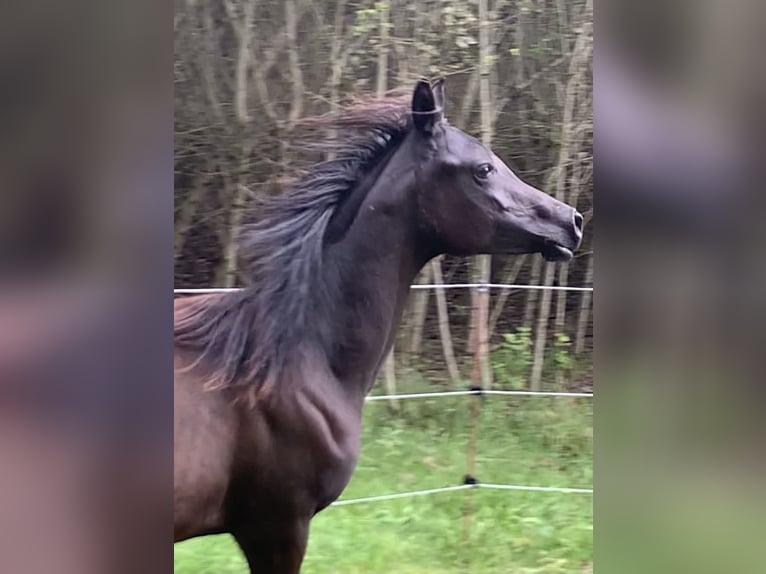 Volbloed Arabier Merrie 4 Jaar 150 cm Zwart in Mengen