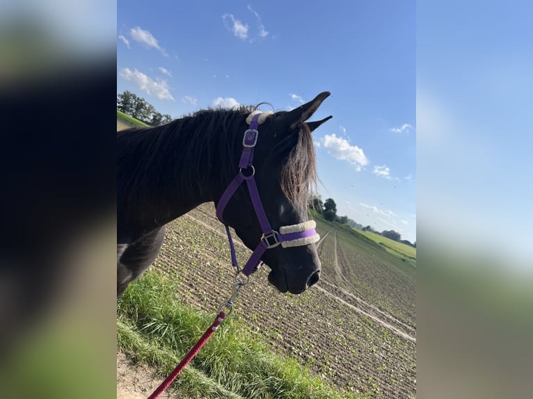 Volbloed Arabier Merrie 4 Jaar 150 cm Zwart in Mengen