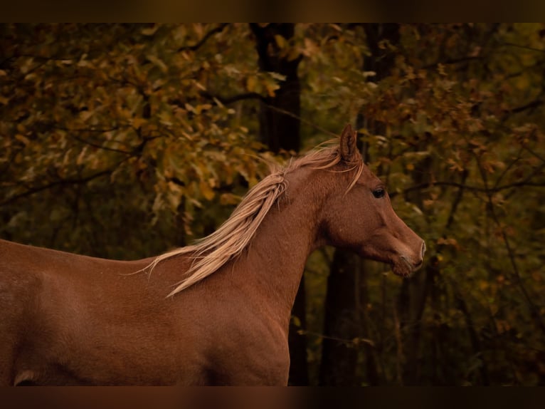 Volbloed Arabier Merrie 4 Jaar 151 cm Donkere-vos in Nagykanizsa