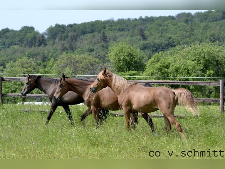 Volbloed Arabier Merrie 4 Jaar 151 cm Zwartschimmel in Spiesen-Elversberg