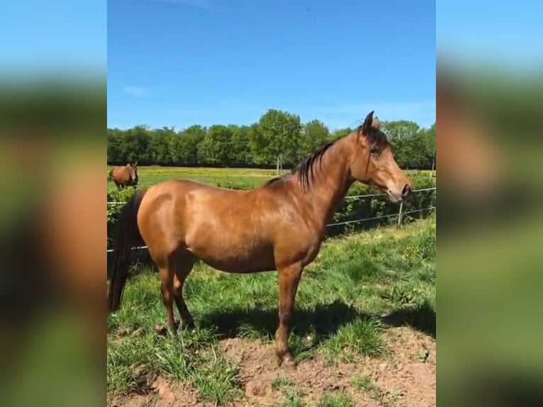 Volbloed Arabier Merrie 4 Jaar 152 cm Bruin in Courcelles-Frémoy