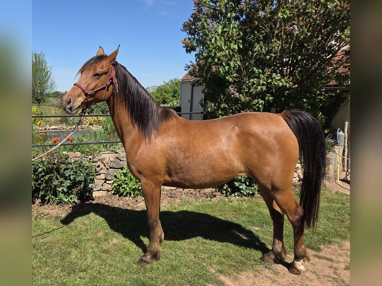 Volbloed Arabier Merrie 4 Jaar 152 cm Bruin in Courcelles-Frémoy