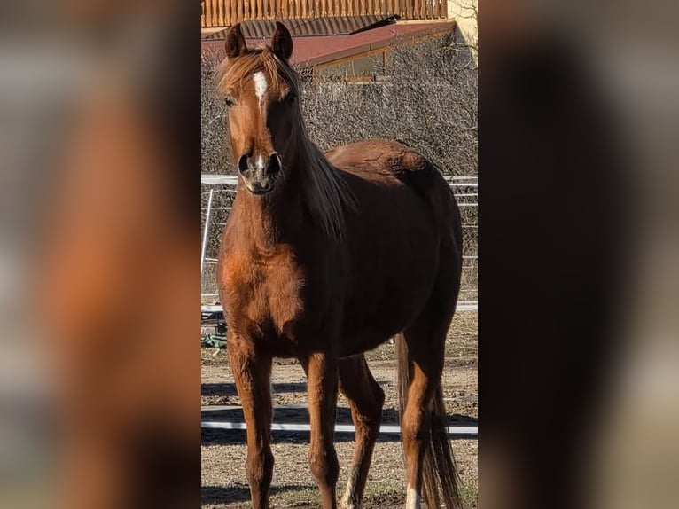 Volbloed Arabier Merrie 4 Jaar 152 cm Vos in Theresienfeld
