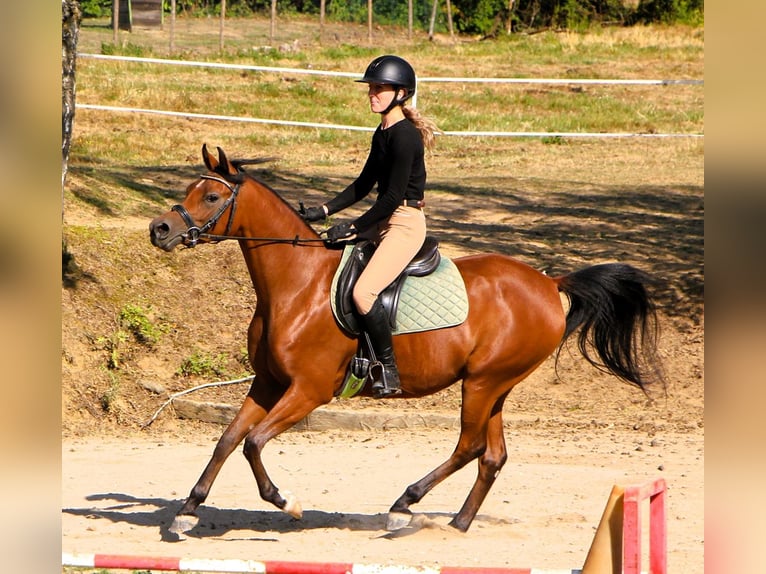 Volbloed Arabier Merrie 4 Jaar 153 cm Bruin in Kehl