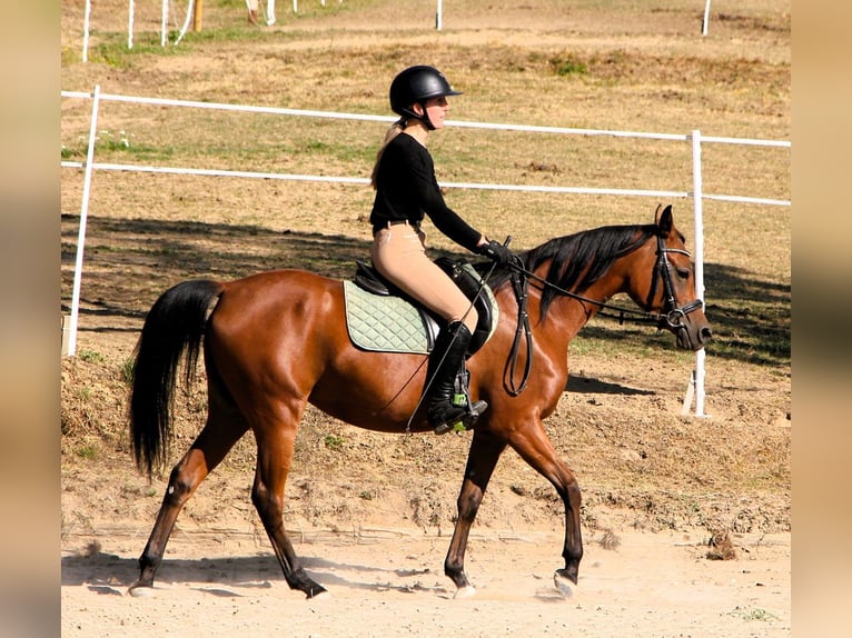 Volbloed Arabier Merrie 4 Jaar 153 cm Bruin in Kehl