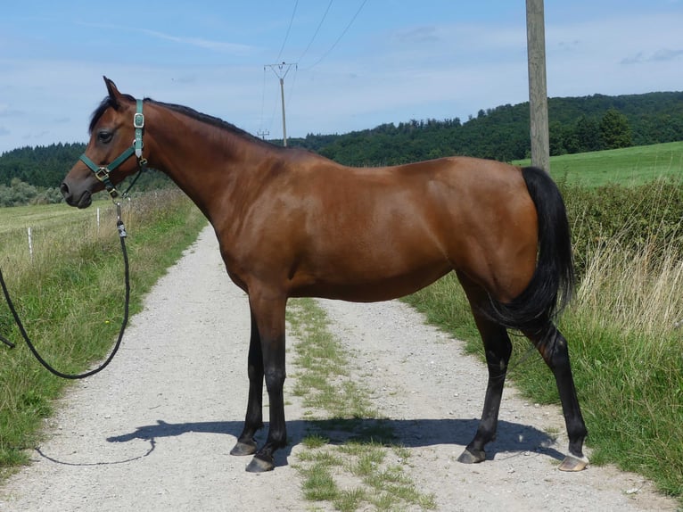 Volbloed Arabier Merrie 4 Jaar 153 cm Bruin in Herzberg am Harz