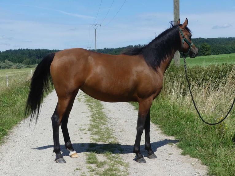 Volbloed Arabier Merrie 4 Jaar 153 cm Bruin in Herzberg am Harz