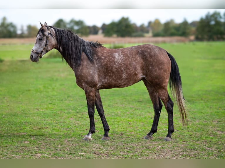 Volbloed Arabier Merrie 4 Jaar 153 cm Schimmel in Kobiele Wielkie