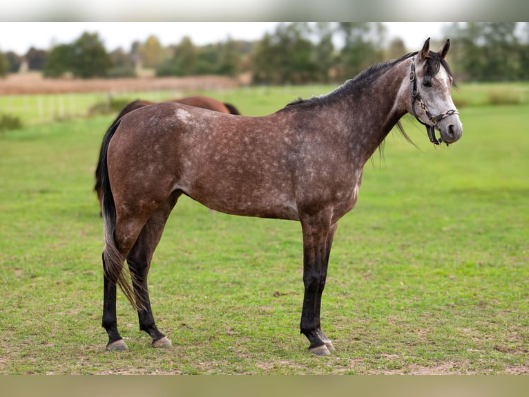 Volbloed Arabier Merrie 4 Jaar 153 cm Schimmel in Kobiele Wielkie