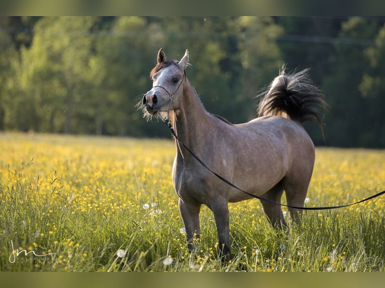 Volbloed Arabier Merrie 4 Jaar 154 cm Schimmel in Söll