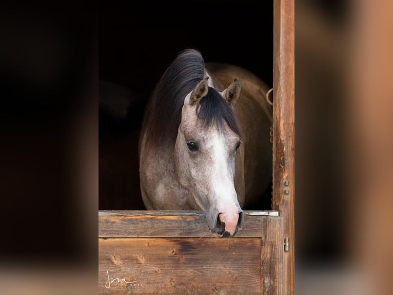 Volbloed Arabier Merrie 4 Jaar 154 cm Schimmel in Söll