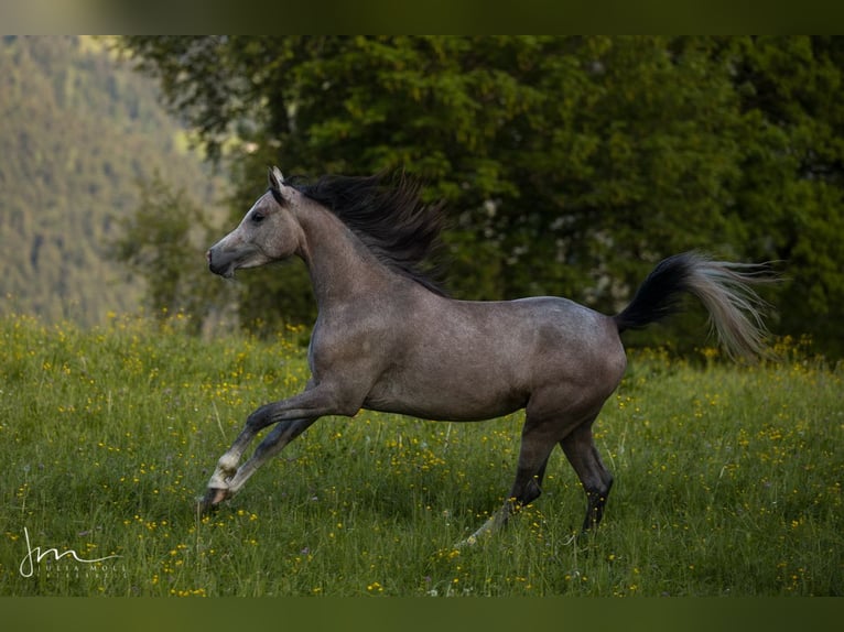 Volbloed Arabier Merrie 4 Jaar 154 cm Schimmel in Söll