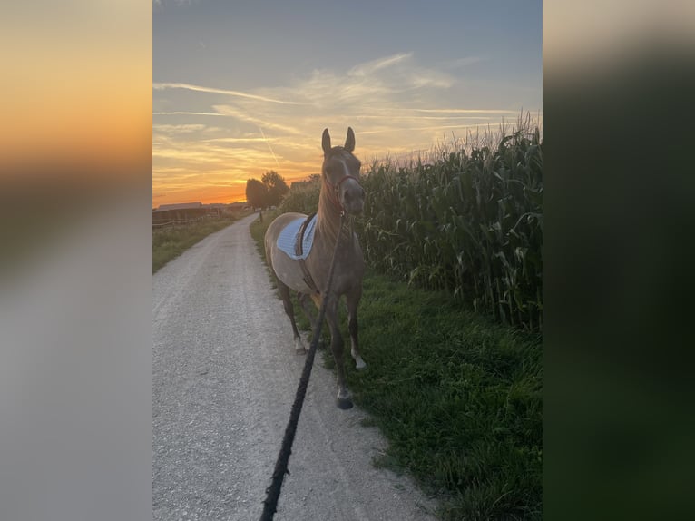 Volbloed Arabier Merrie 4 Jaar 154 cm Schimmel in Biel-Benken BL