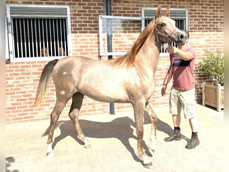 Volbloed Arabier Merrie 4 Jaar 154 cm Schimmel in Biel-Benken BL