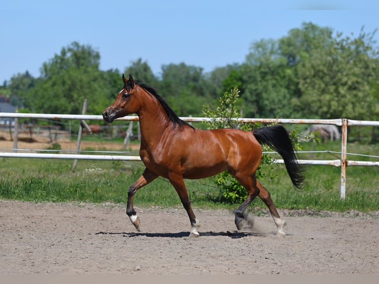 Volbloed Arabier Merrie 4 Jaar 155 cm Bruin in Lodz