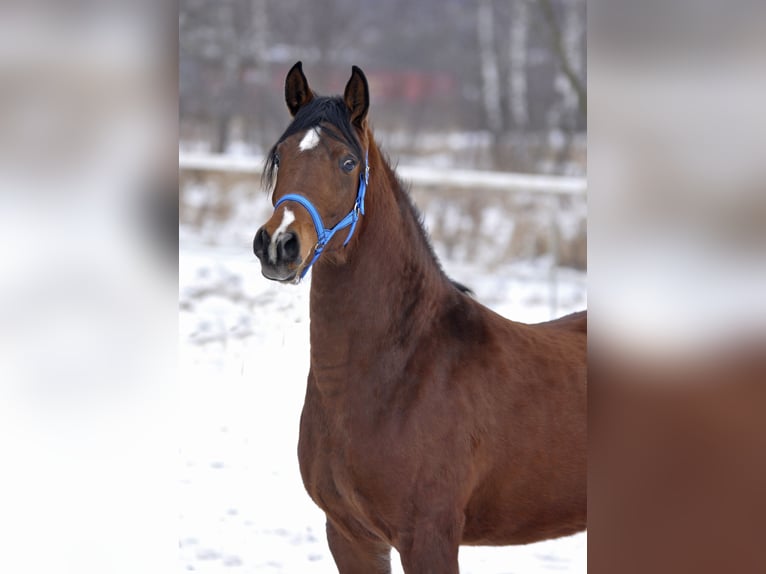 Volbloed Arabier Merrie 4 Jaar 155 cm Bruin in Lodz