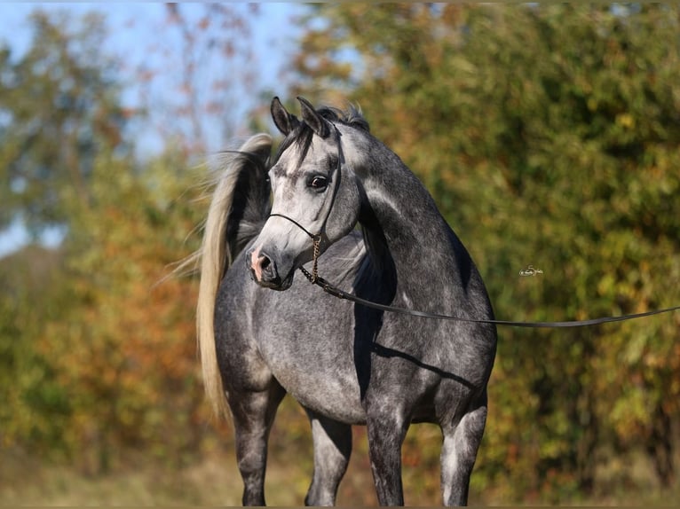 Volbloed Arabier Merrie 4 Jaar 155 cm Schimmel in Lodz