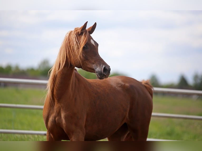 Volbloed Arabier Merrie 4 Jaar 155 cm Vos in Stryków