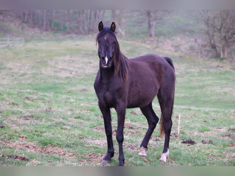 Volbloed Arabier Merrie 4 Jaar 155 cm Zwart in Hobro