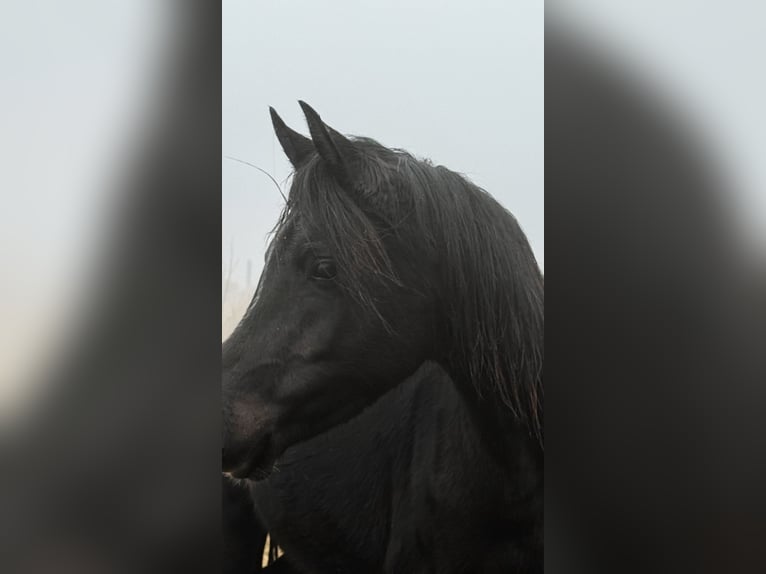 Volbloed Arabier Merrie 4 Jaar 155 cm Zwart in Hobro