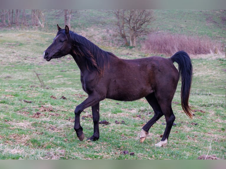Volbloed Arabier Merrie 4 Jaar 155 cm Zwart in Hobro