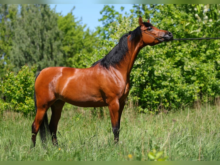 Volbloed Arabier Merrie 4 Jaar 156 cm Bruin in Lodz