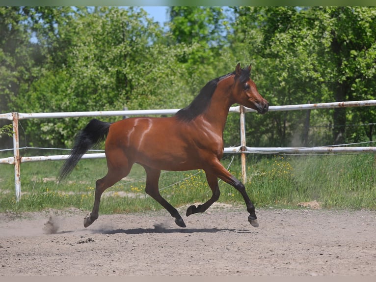 Volbloed Arabier Merrie 4 Jaar 156 cm Bruin in Lodz