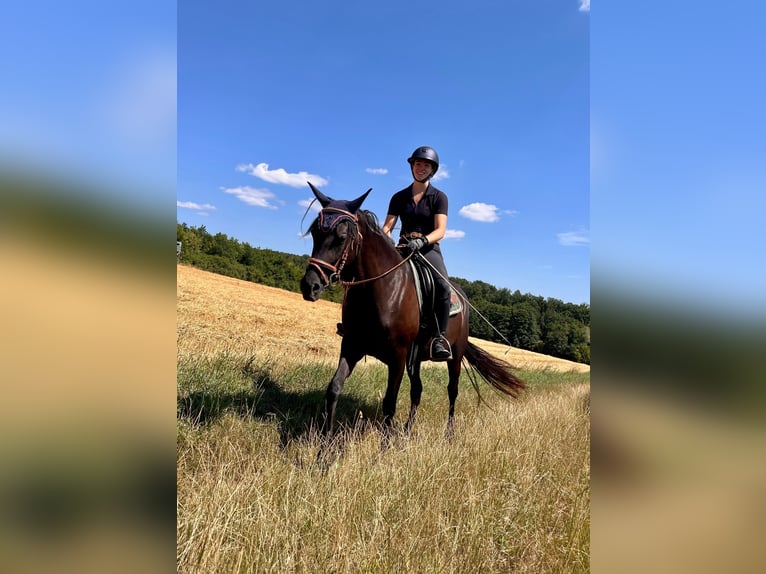 Volbloed Arabier Merrie 4 Jaar 157 cm Zwart in Itzgrund