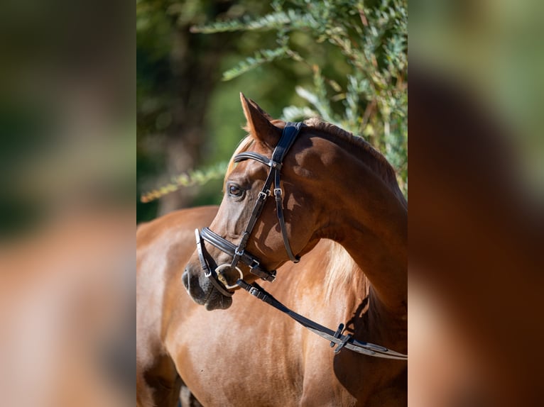 Volbloed Arabier Merrie 4 Jaar 158 cm Donkere-vos in Dvor