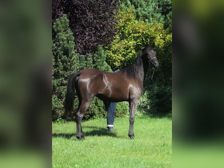 Volbloed Arabier Merrie 4 Jaar 160 cm Zwart in Santok