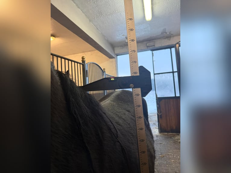 Volbloed Arabier Merrie 4 Jaar 160 cm Zwart in Santok