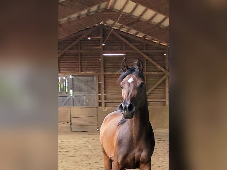 Volbloed Arabier Merrie 4 Jaar Bruin in Hetzenhausen