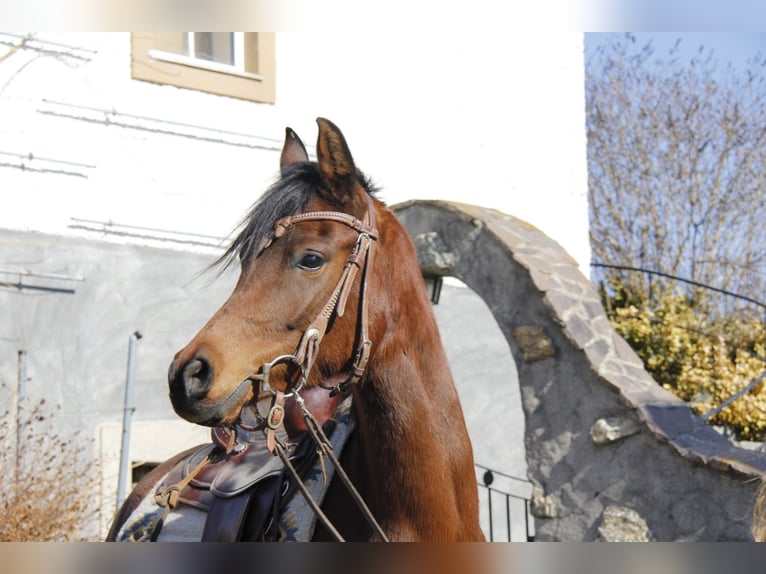 Volbloed Arabier Merrie 4 Jaar Bruin in Wallsee