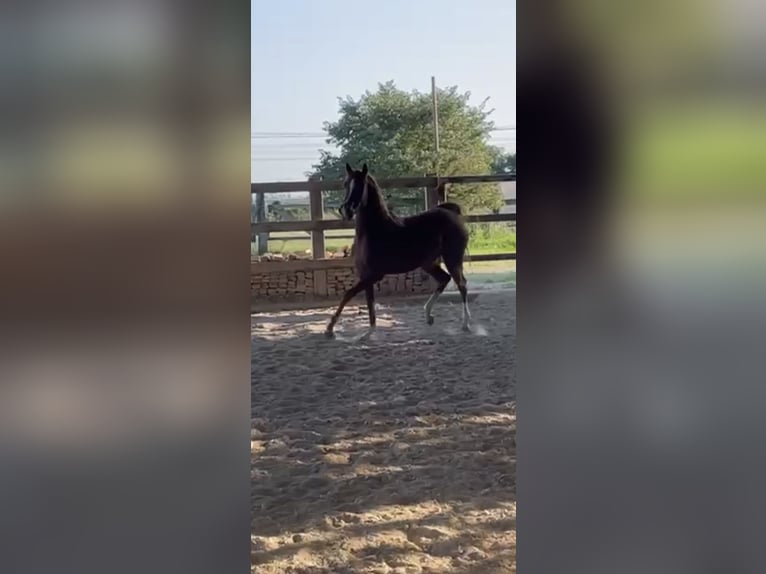 Volbloed Arabier Merrie 4 Jaar Vos in Treviglio