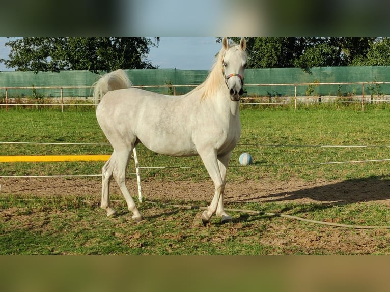 Volbloed Arabier Merrie 5 Jaar 152 cm Schimmel in Raszyn