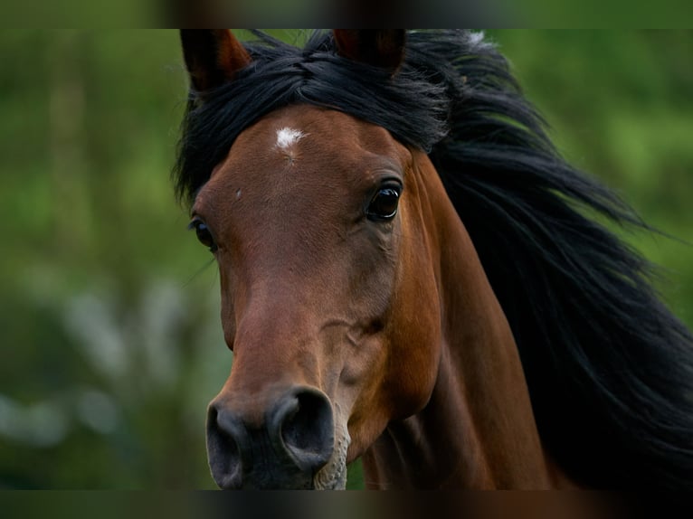 Volbloed Arabier Merrie 5 Jaar 153 cm Bruin in Reichshof