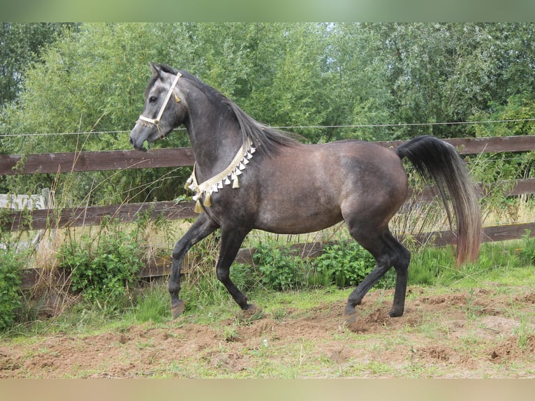 Volbloed Arabier Merrie 5 Jaar 154 cm Appelschimmel in Hohenkirchen / OT Manderow