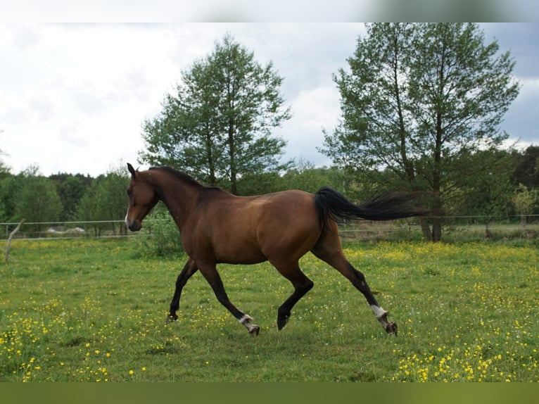 Volbloed Arabier Merrie 5 Jaar 154 cm Roodbruin in Zielona Góra