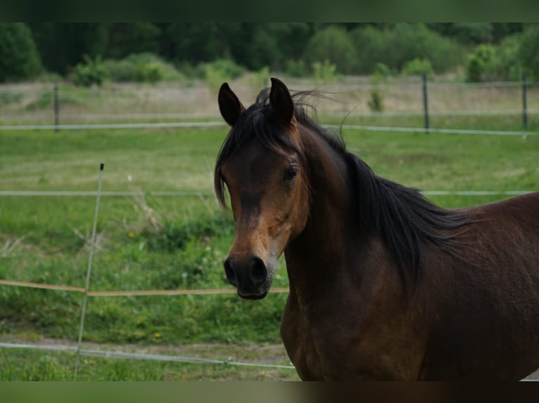 Volbloed Arabier Merrie 5 Jaar 154 cm Roodbruin in Zielona Góra