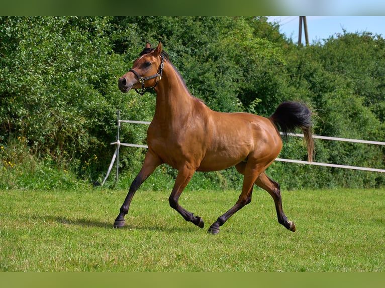 Volbloed Arabier Merrie 5 Jaar 155 cm Bruin in Gem&#xFC;nden (Felda)