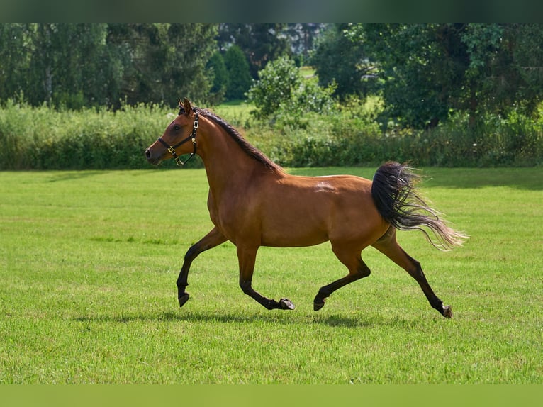 Volbloed Arabier Merrie 5 Jaar 155 cm Bruin in Gem&#xFC;nden (Felda)